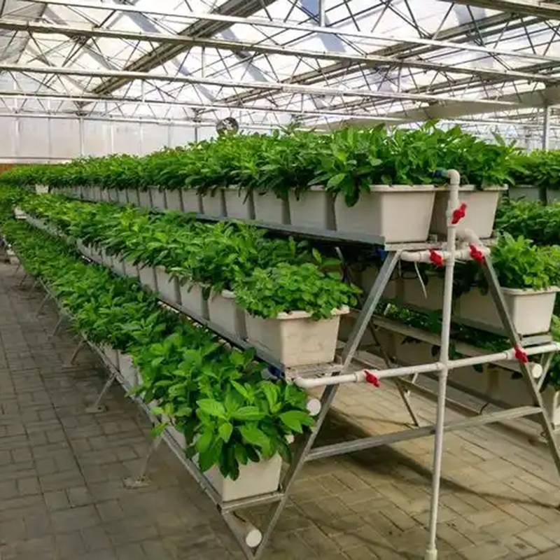 朝阳市植物工厂无土栽培 - 推荐